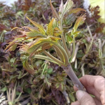 头茬大山香椿芽