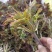 头茬大山香椿芽