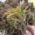 头茬大山香椿芽