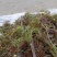 头茬大山香椿芽