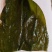 推荐精品海带头规格齐全品质保证源头工厂供全国批发零