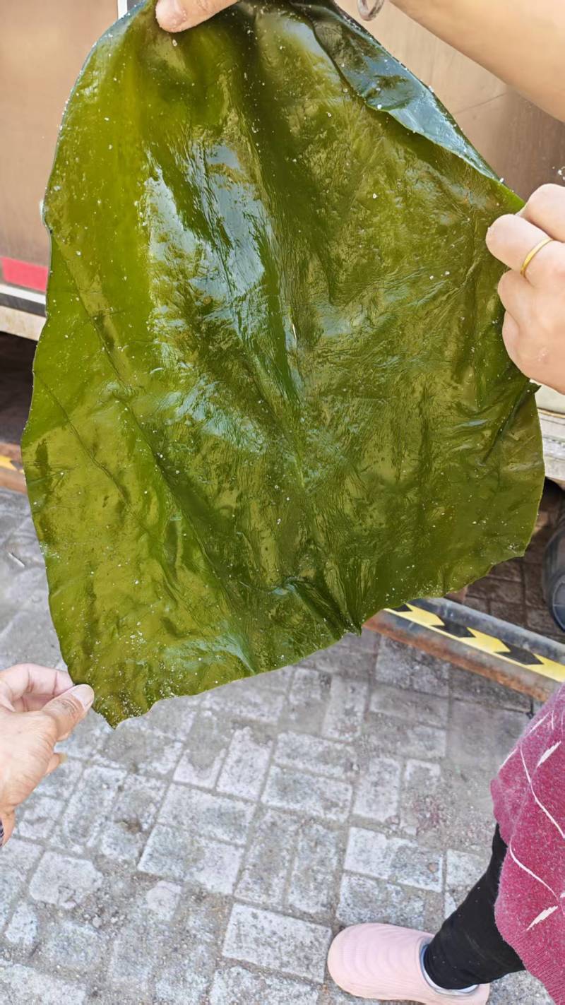 推荐精品海带头规格齐全品质保证源头工厂供全国批发零