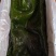 推荐精品海带头规格齐全品质保证源头工厂供全国批发零