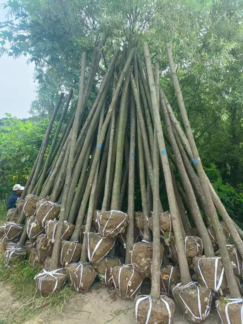 香樟品质好价格优诚信经营量大从优
