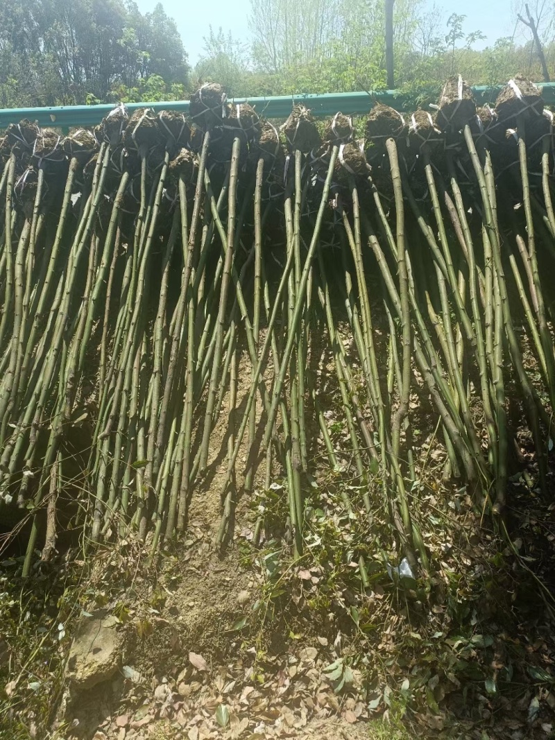 香樟品质好价格优诚信经营量大从优