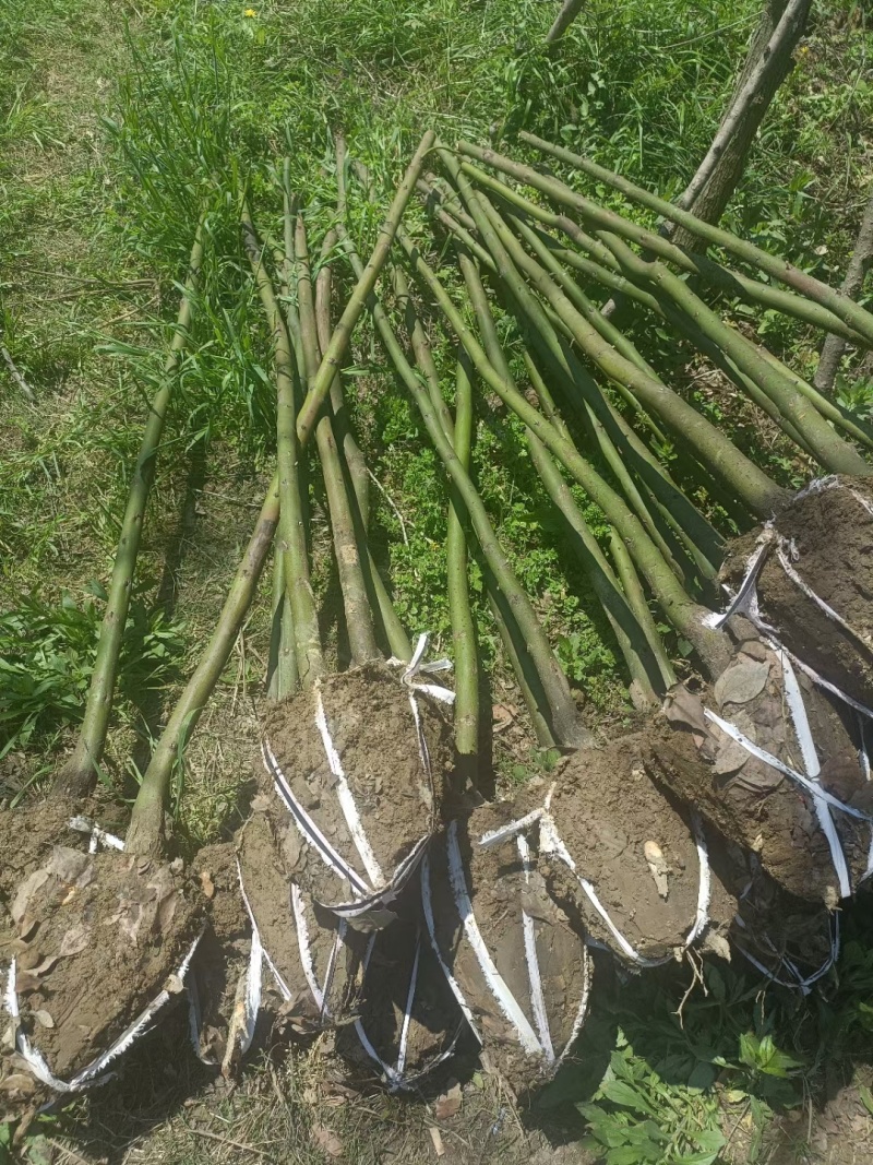 香樟品质好价格优诚信经营量大从优