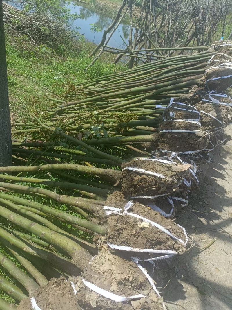 香樟品质好价格优诚信经营量大从优