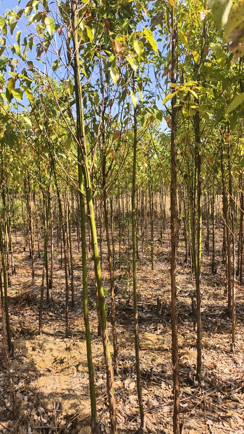 香樟品质好价格优诚信经营量大从优