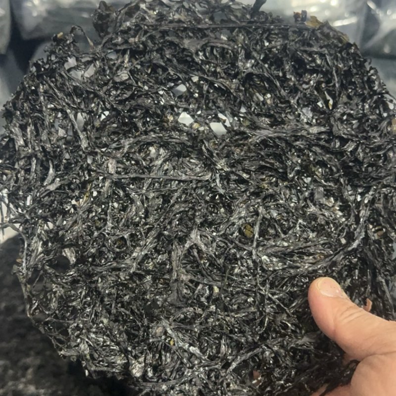 广东紫菜大量供应量大质优品质保证诚信经营欢迎来电