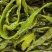 精品裙带菜裙带菜梗裙带菜叶量大从优源头工厂发全国