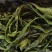 精品裙带菜裙带菜梗裙带菜叶量大从优源头工厂发全国