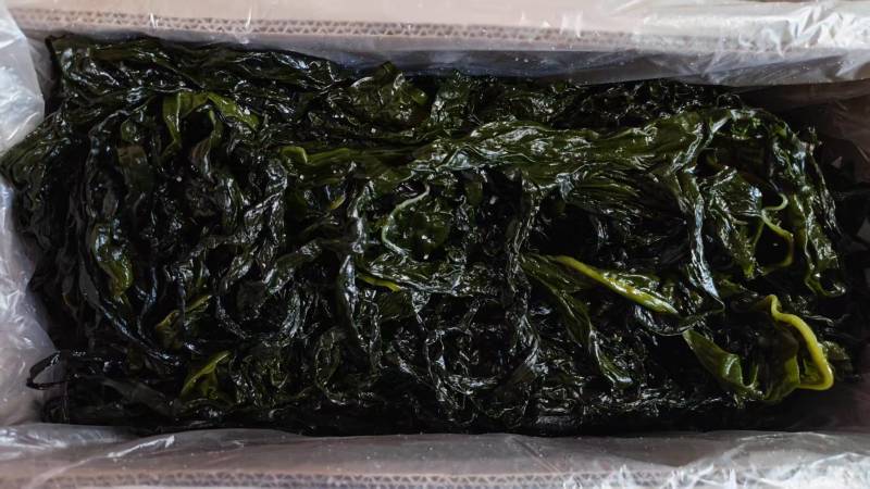 精品裙带菜裙带菜梗裙带菜叶量大从优源头工厂发全国