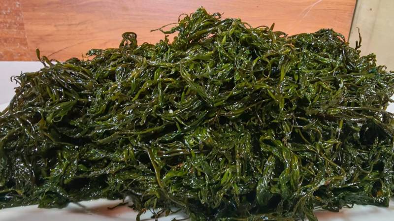 精品湿裙带菜盐渍裙带菜梗裙带菜叶量大从优源头工厂发全国