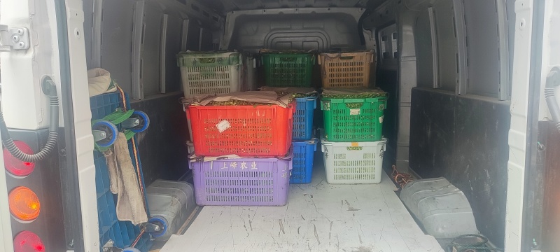 深圳鸡毛菜基地！长年每天新货供应！深圳现割每天从深圳发货
