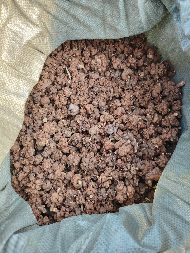 消瘤果