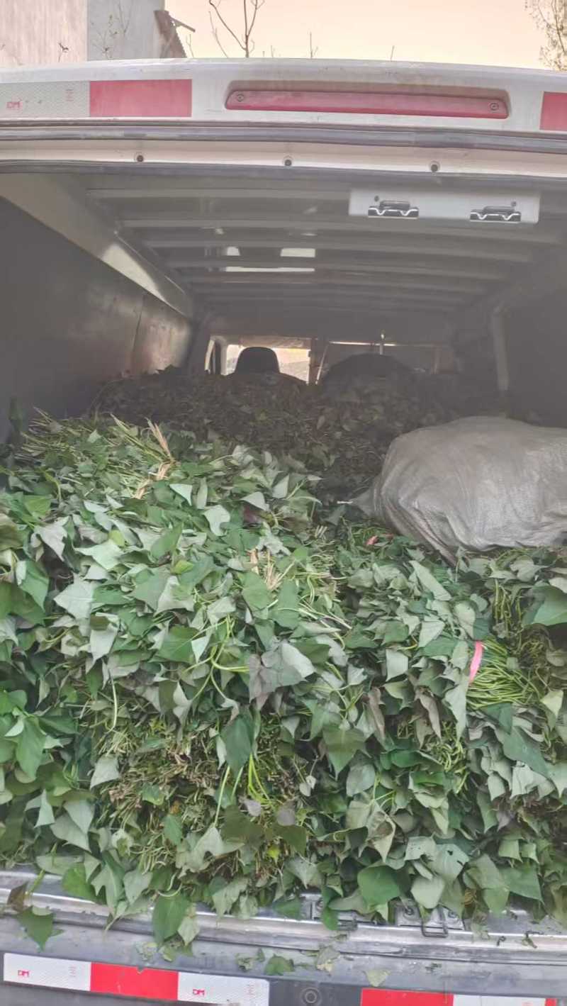 西瓜红脱毒扩繁苗西瓜红种苗西瓜红红薯苗