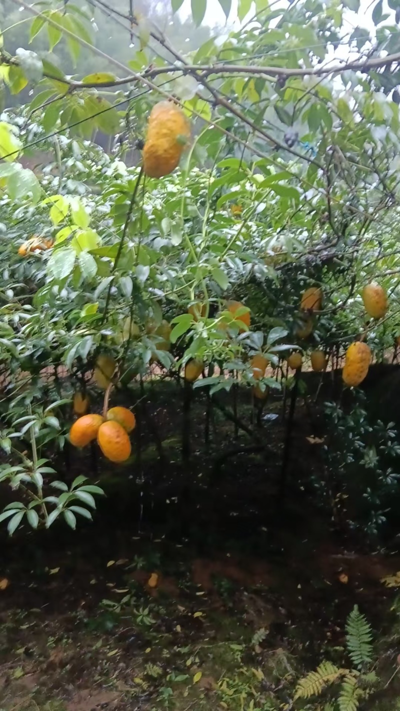 八月瓜