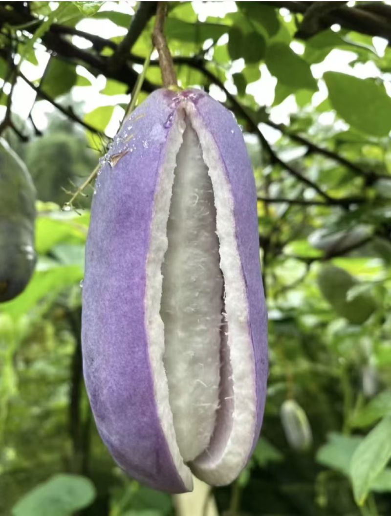 八月瓜