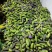 八月瓜