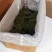精品盐渍海带花A级B级盐渍海带花源头工厂供全国批发零售
