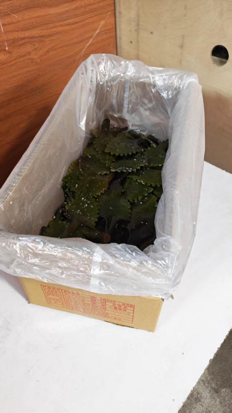 精品盐渍海带花A级B级盐渍海带花源头工厂供全国批发零售