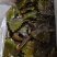 精品盐渍海带花A级B级盐渍海带花源头工厂供全国批发零售