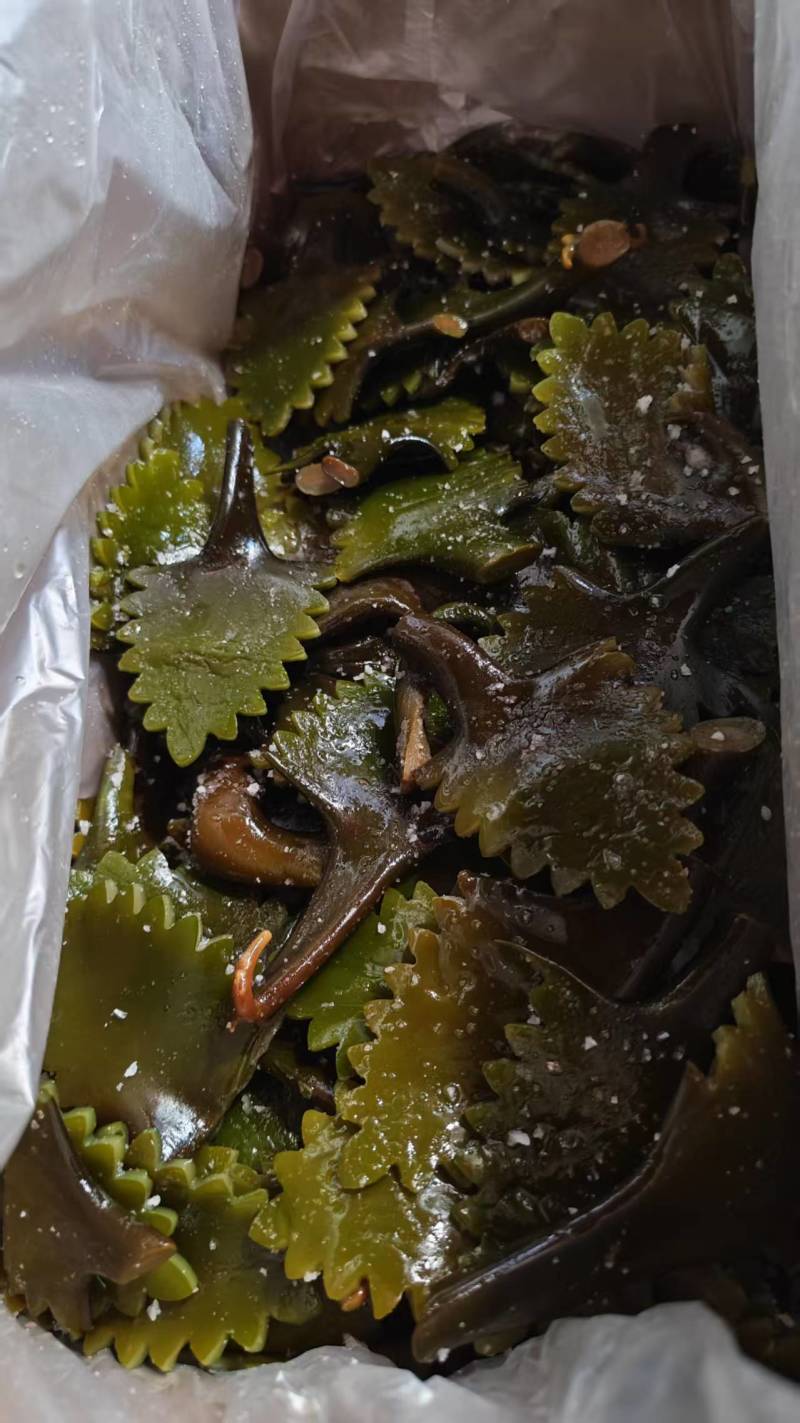 精品盐渍海带花A级B级盐渍海带花源头工厂供全国批发零售