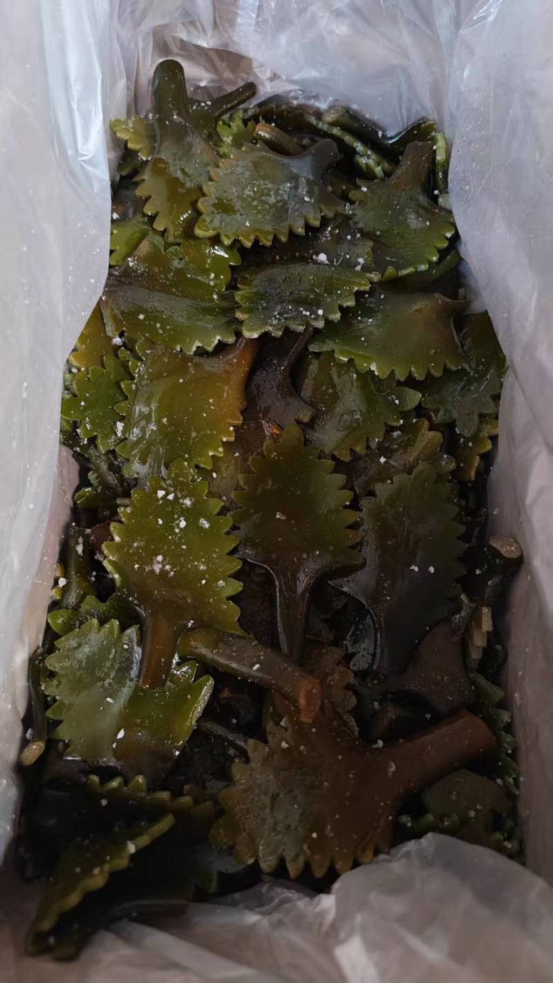 精品盐渍海带花A级B级盐渍海带花源头工厂供全国批发零售