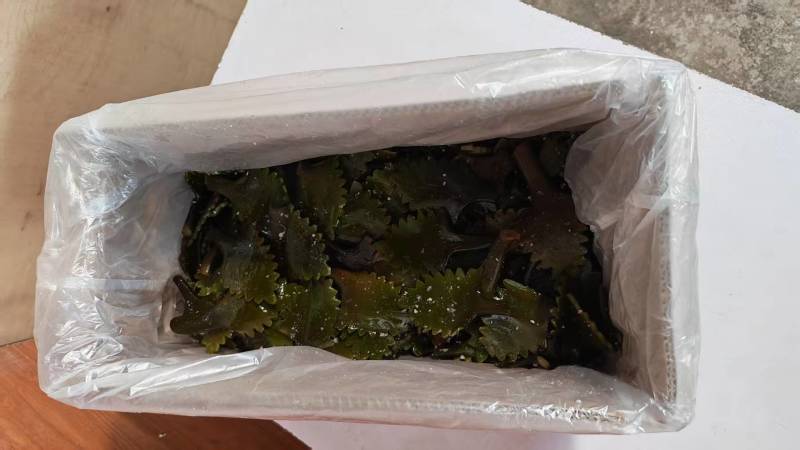 精品盐渍海带花A级B级盐渍海带花源头工厂供全国批发零售