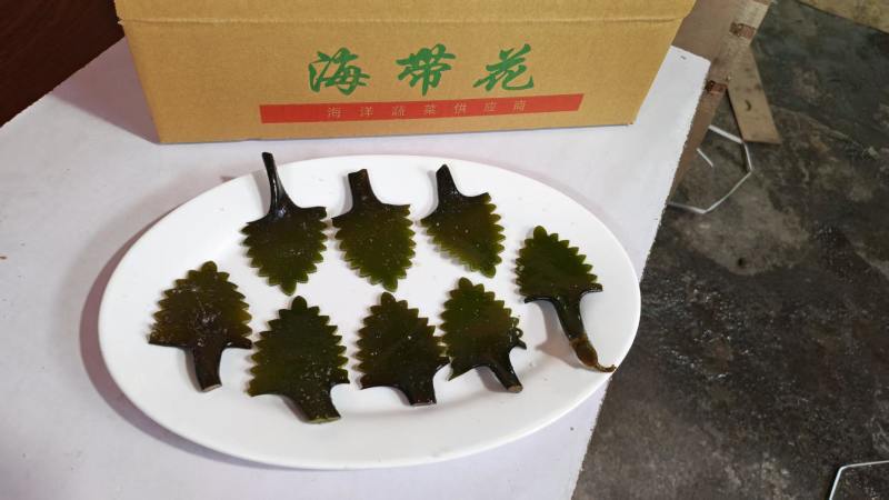 精品盐渍海带花A级B级盐渍海带花源头工厂供全国批发零售