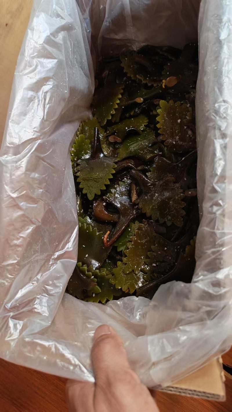 精品盐渍海带花A级B级盐渍海带花源头工厂供全国批发零售