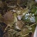 精品盐渍海带花A级B级盐渍海带花源头工厂供全国批发零售