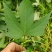 洛薯13红薯苗基地直发可视频看货欢迎来电采购洽谈对