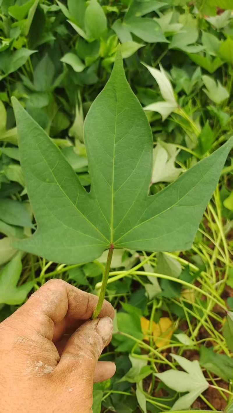 洛薯13红薯苗基地直发可视频看货欢迎来电采购洽谈对