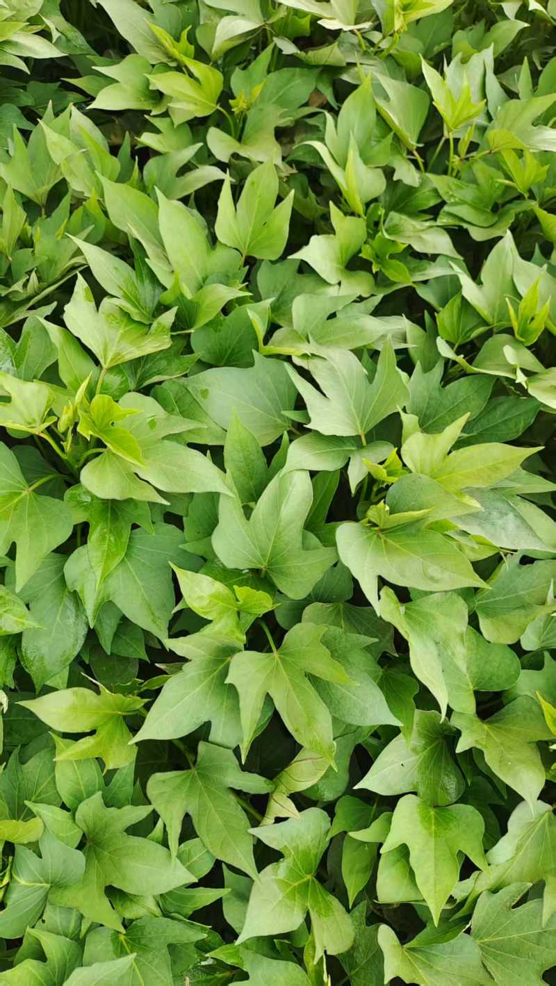 洛薯13红薯苗基地直发可视频看货欢迎来电采购洽谈对