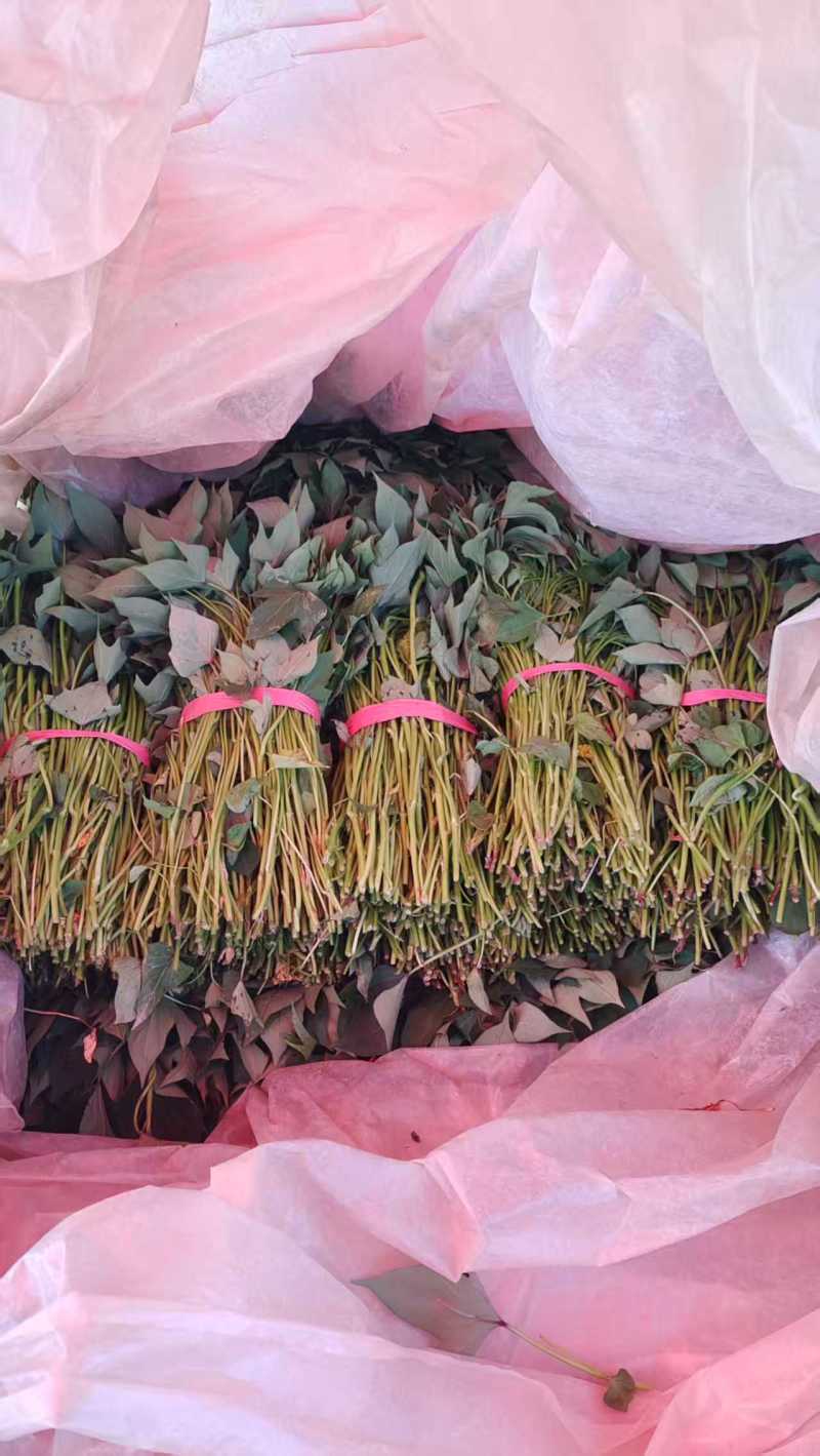 洛薯13红薯苗基地直发可视频看货欢迎来电采购洽谈对