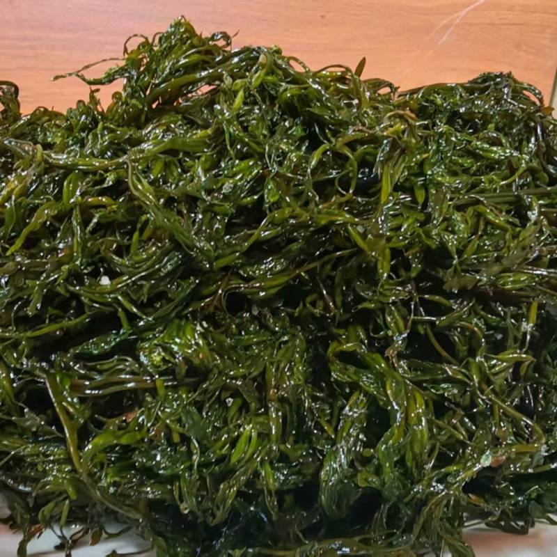 精品长寿菜马尾藻品质保证源头工厂发货供全国批发零售