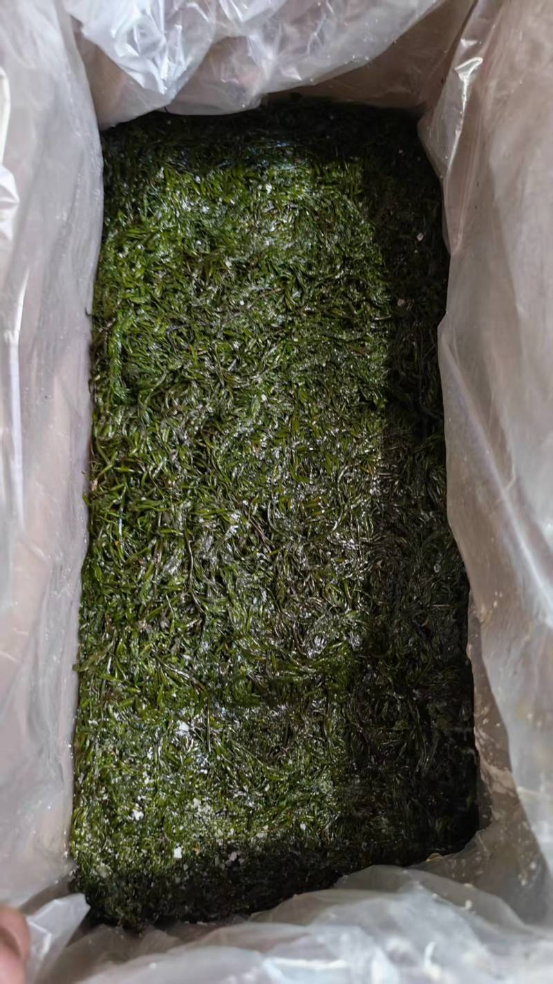 精品长寿菜马尾藻品质保证源头工厂发货供全国批发零售