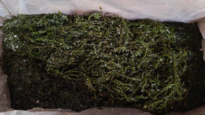 精品长寿菜马尾藻品质保证源头工厂发货供全国批发零售