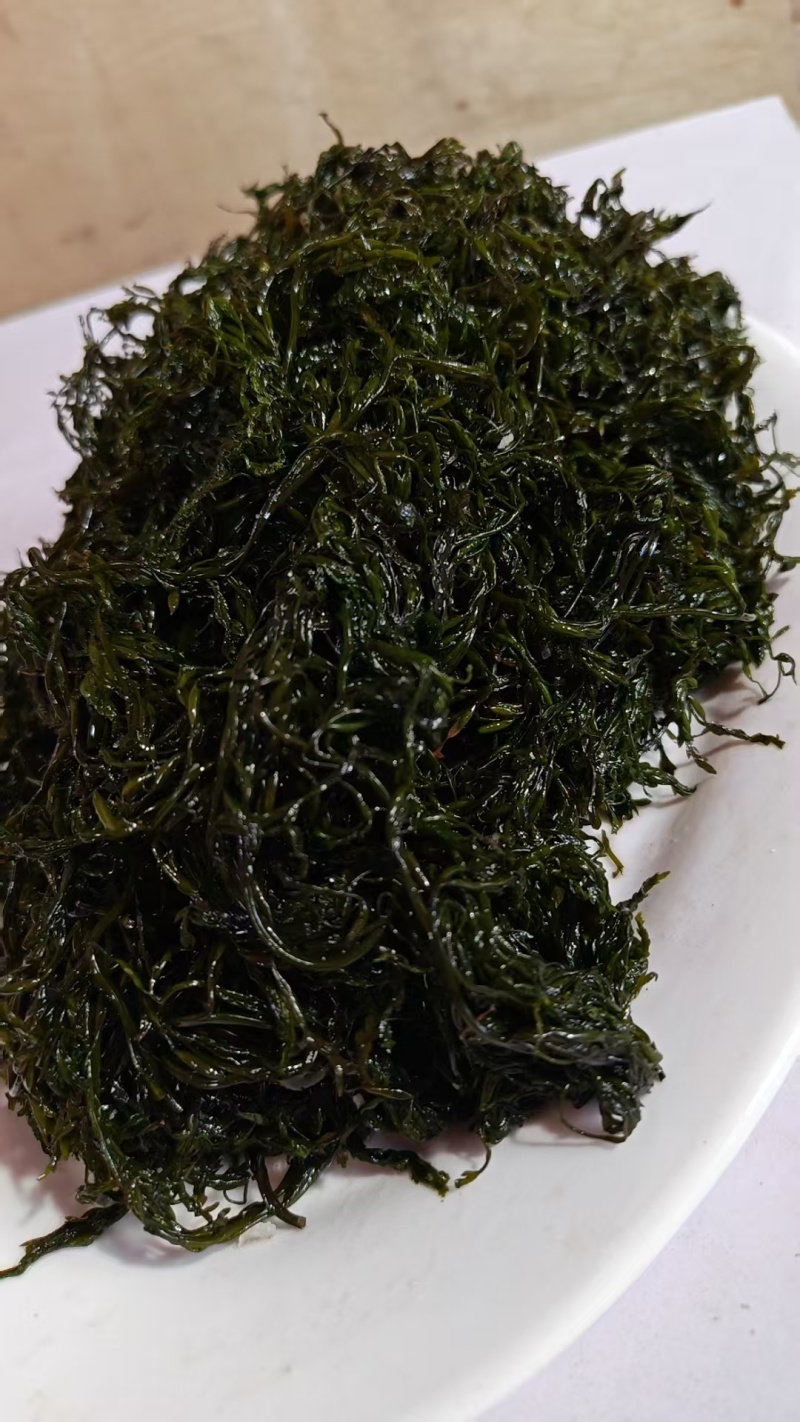 精品长寿菜马尾藻品质保证源头工厂发货供全国批发零售