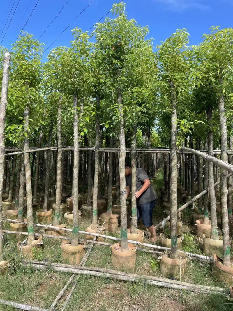 大批量供应多杆大小香樟树