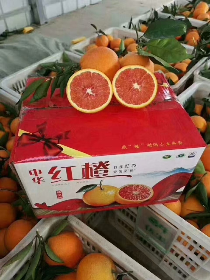 中华血橙/湖北宜昌秭归县产区直发/货源充足/大量有货