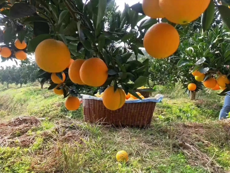 中华血橙/湖北宜昌秭归县产区直发/货源充足/大量有货