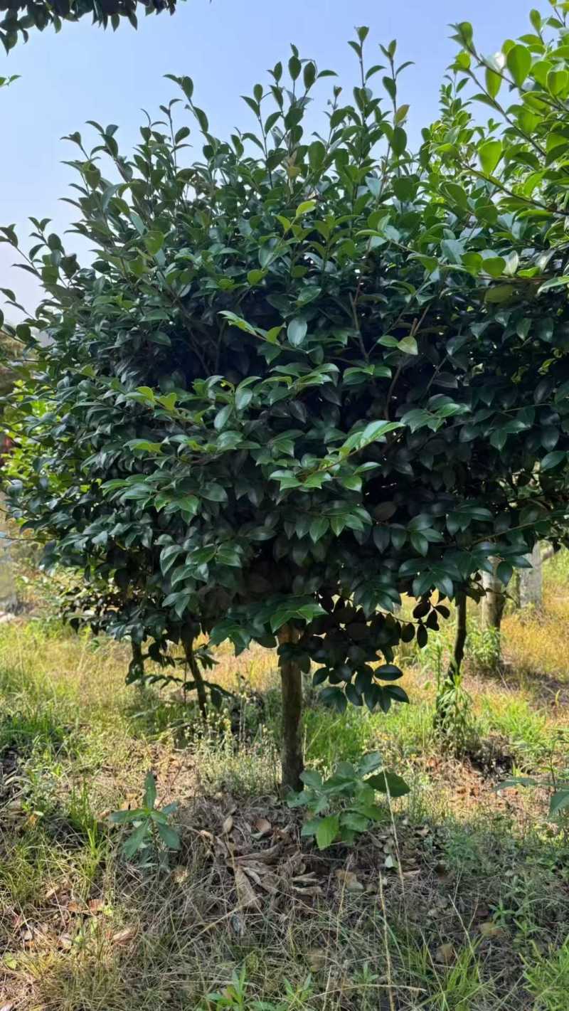 茶梅棒棒糖