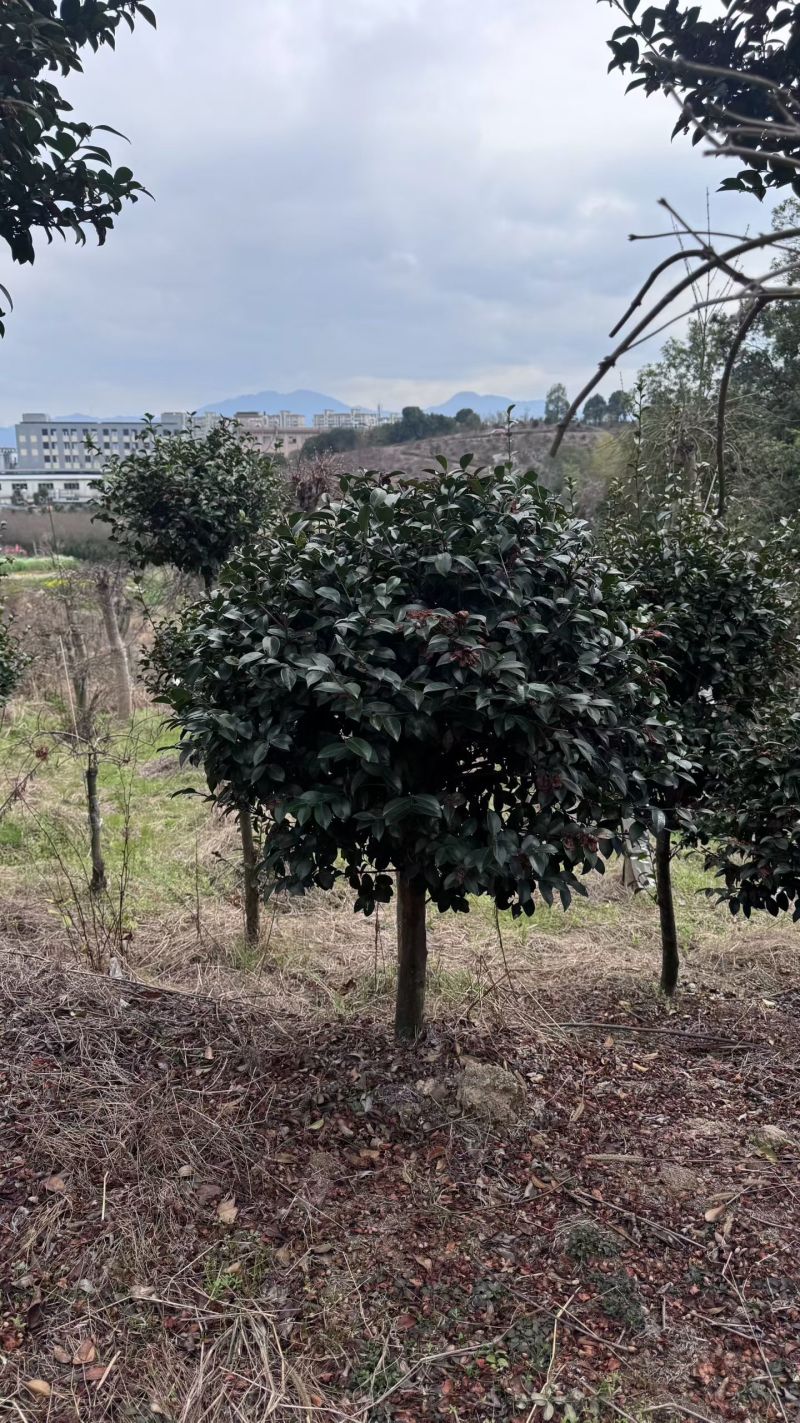 茶梅棒棒糖