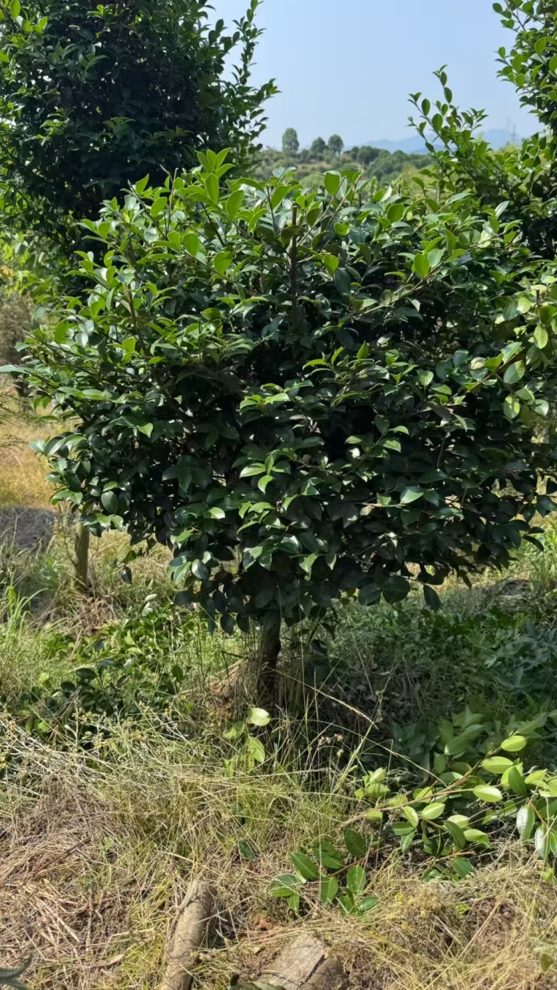茶梅棒棒糖