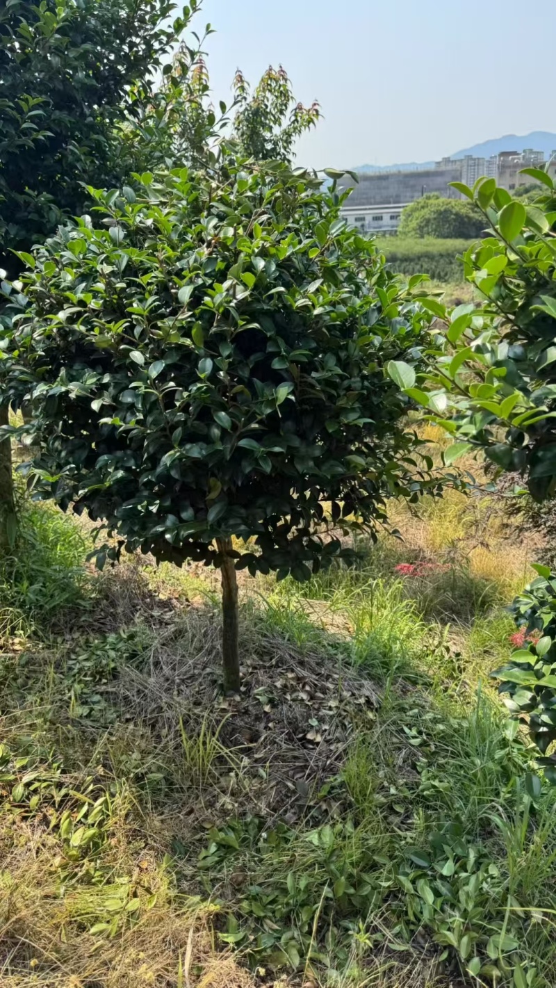 茶梅棒棒糖