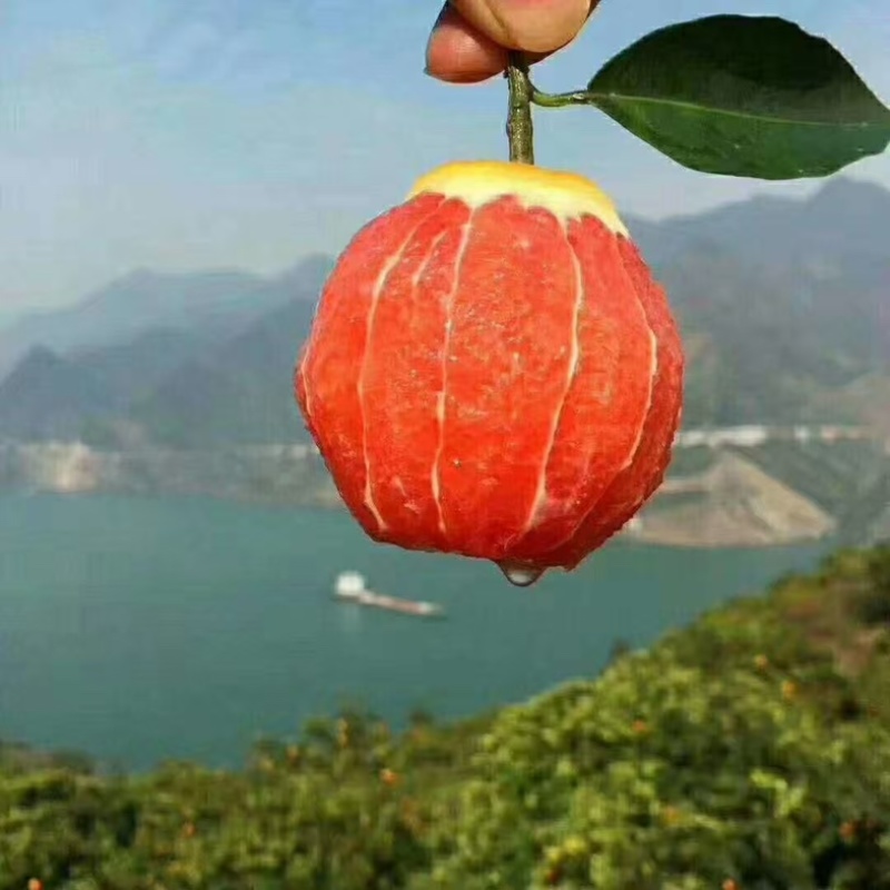 中华血橙/湖北宜昌秭归县产区直发/货源充足/大量有货