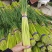 【红帽蒜薹】净杆60公分蒜苔万亩基地货源充足产地直供