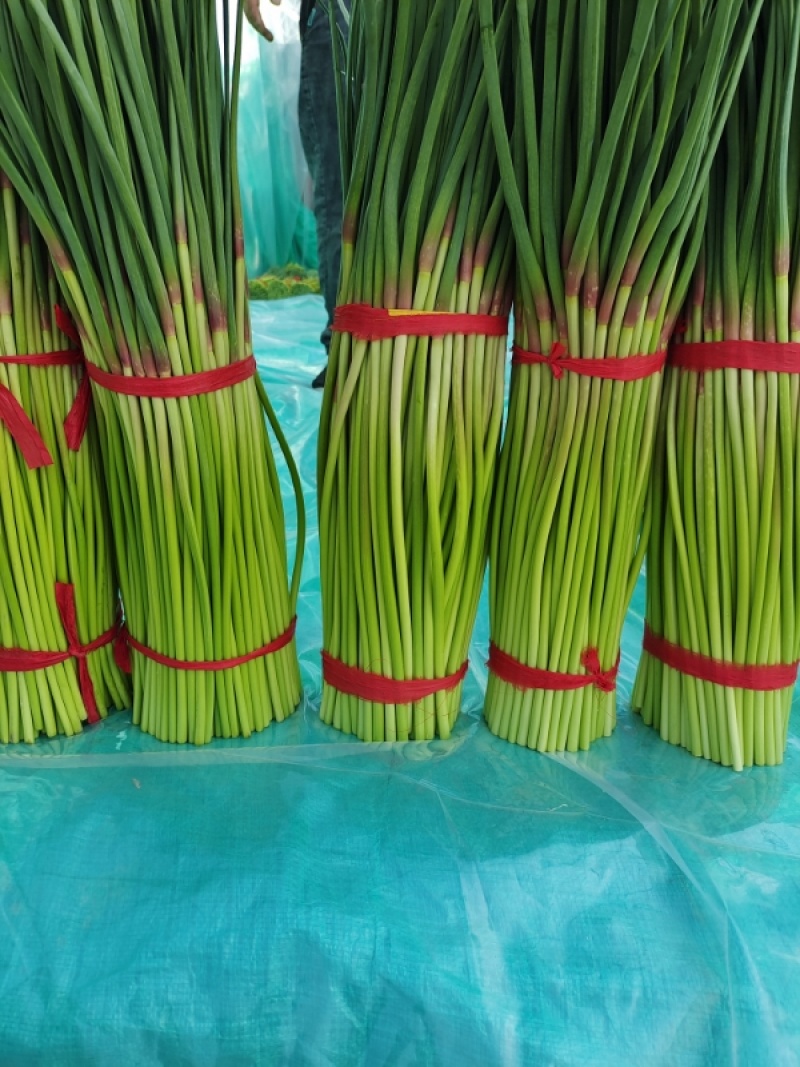 【红帽蒜薹】净杆60公分蒜苔万亩基地货源充足产地直供